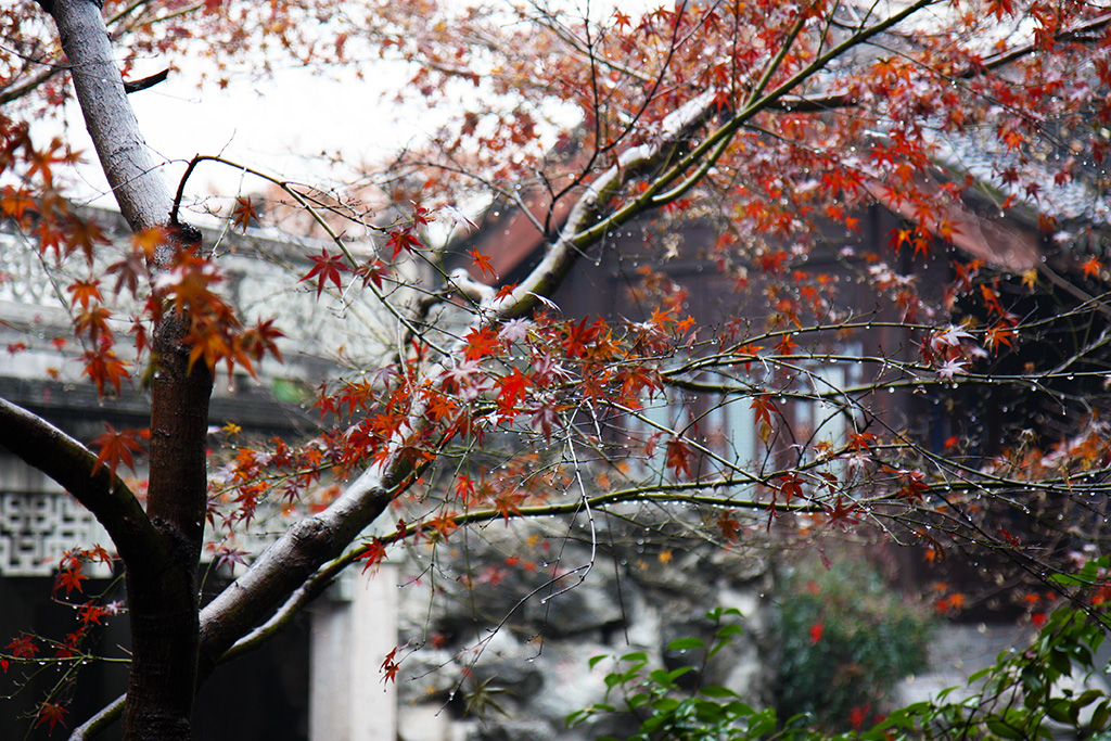 Hu Xueyan Maple
