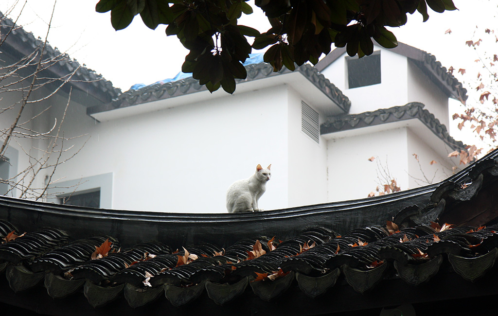 West Lake Cat