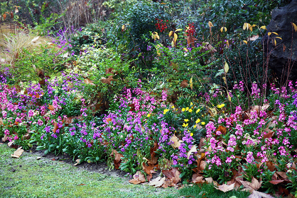 West Lake Flowers