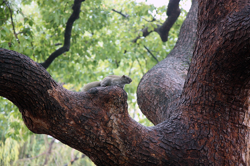 West Lake Squirrel