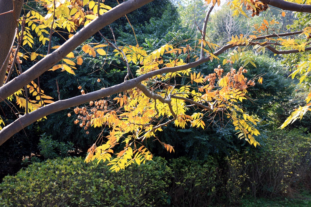 Leaves at Juzhou