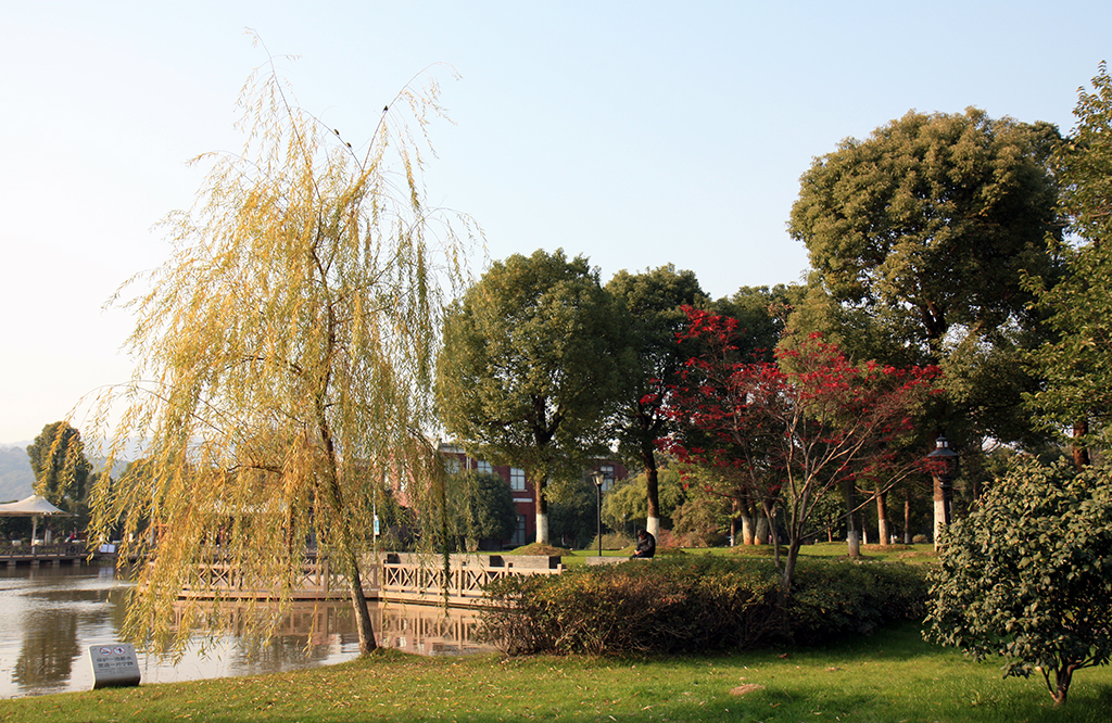 Trees at Juzhou