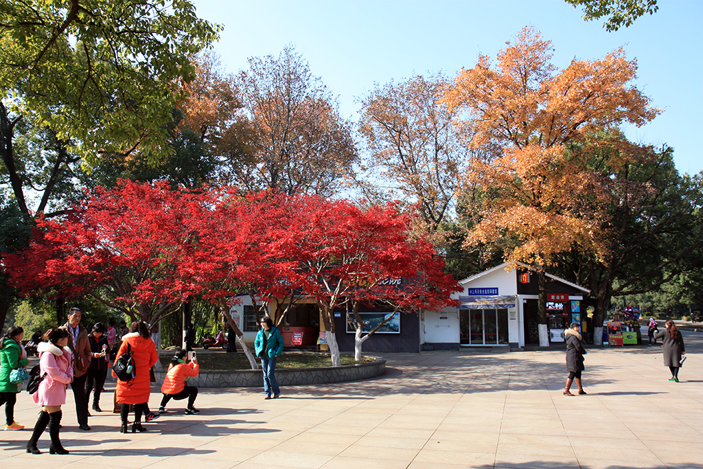 Trees at Martyr's Park
