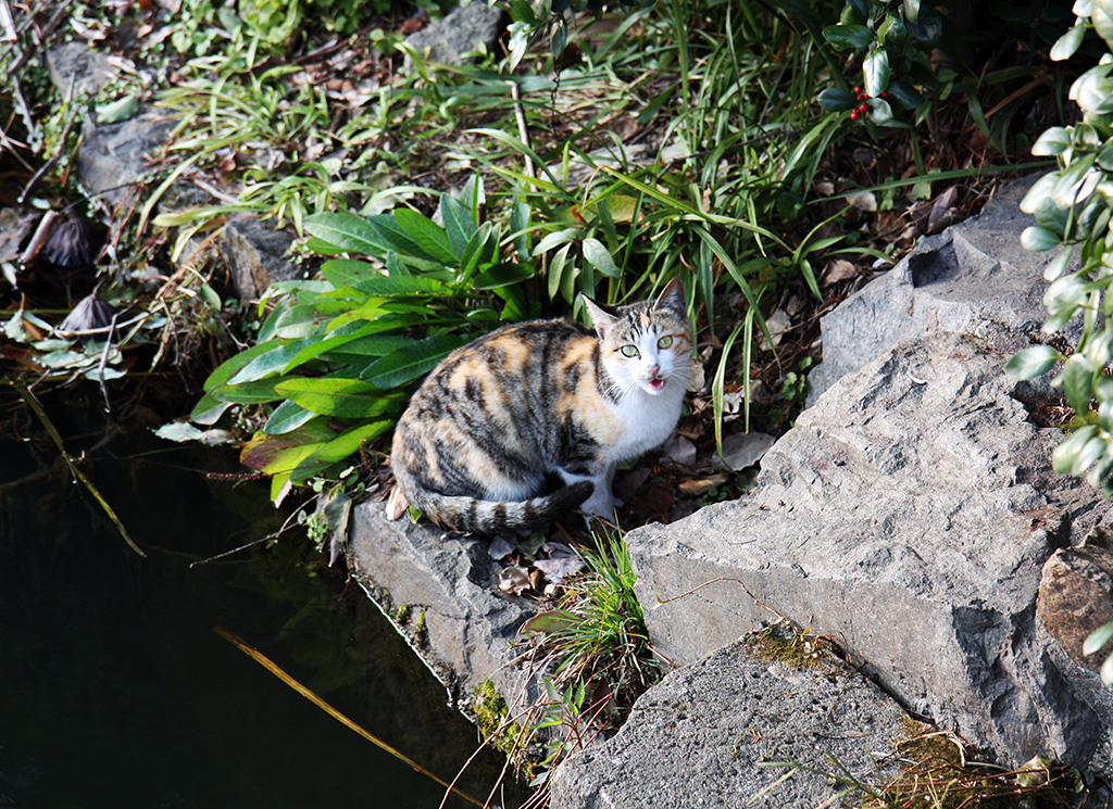 Hangzhou Cat