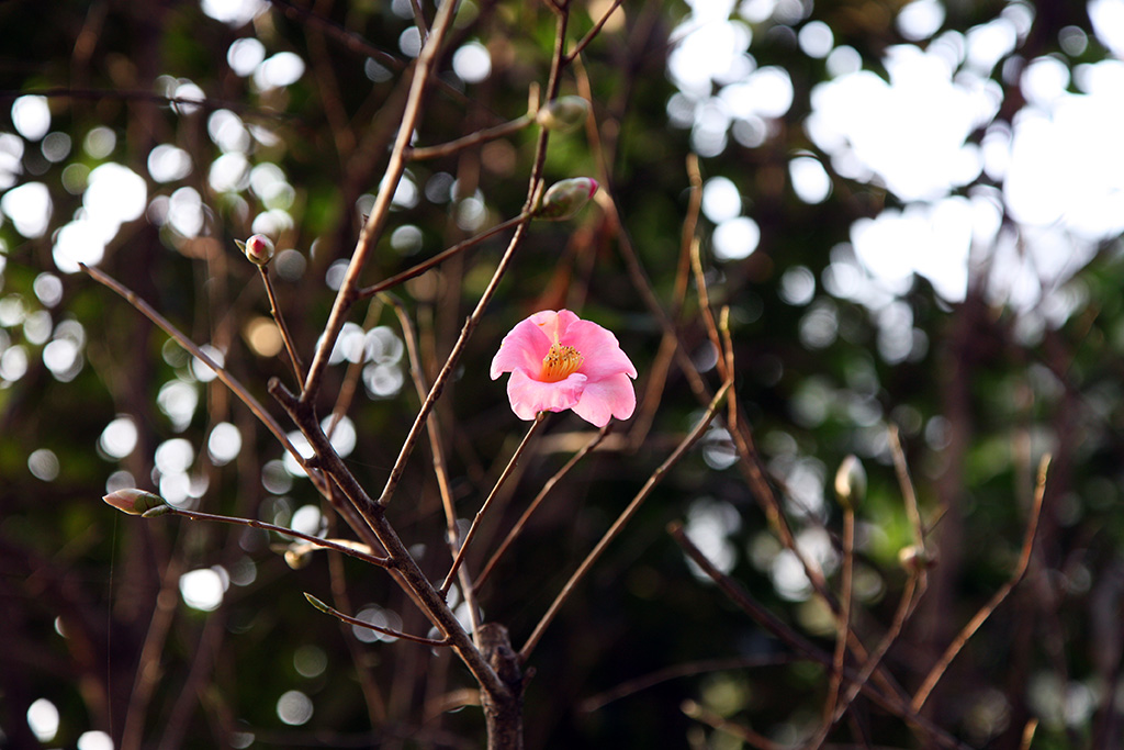Hangzhou Flower