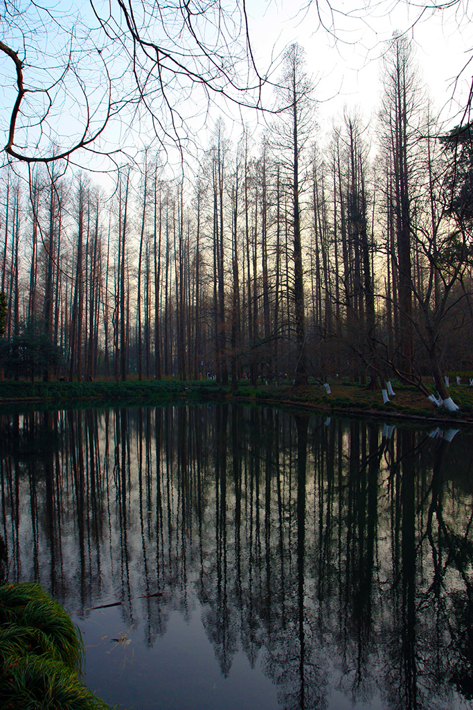 Hangzhou Trees