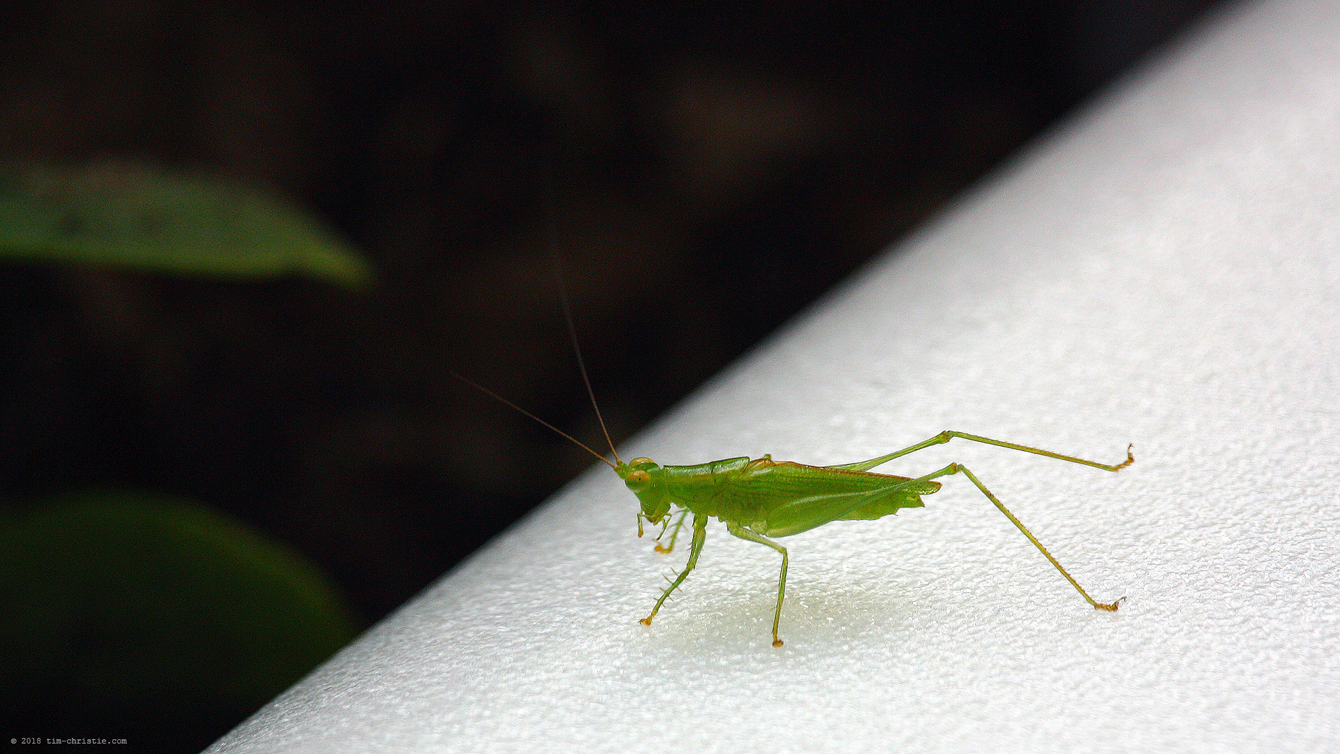Grasshopper