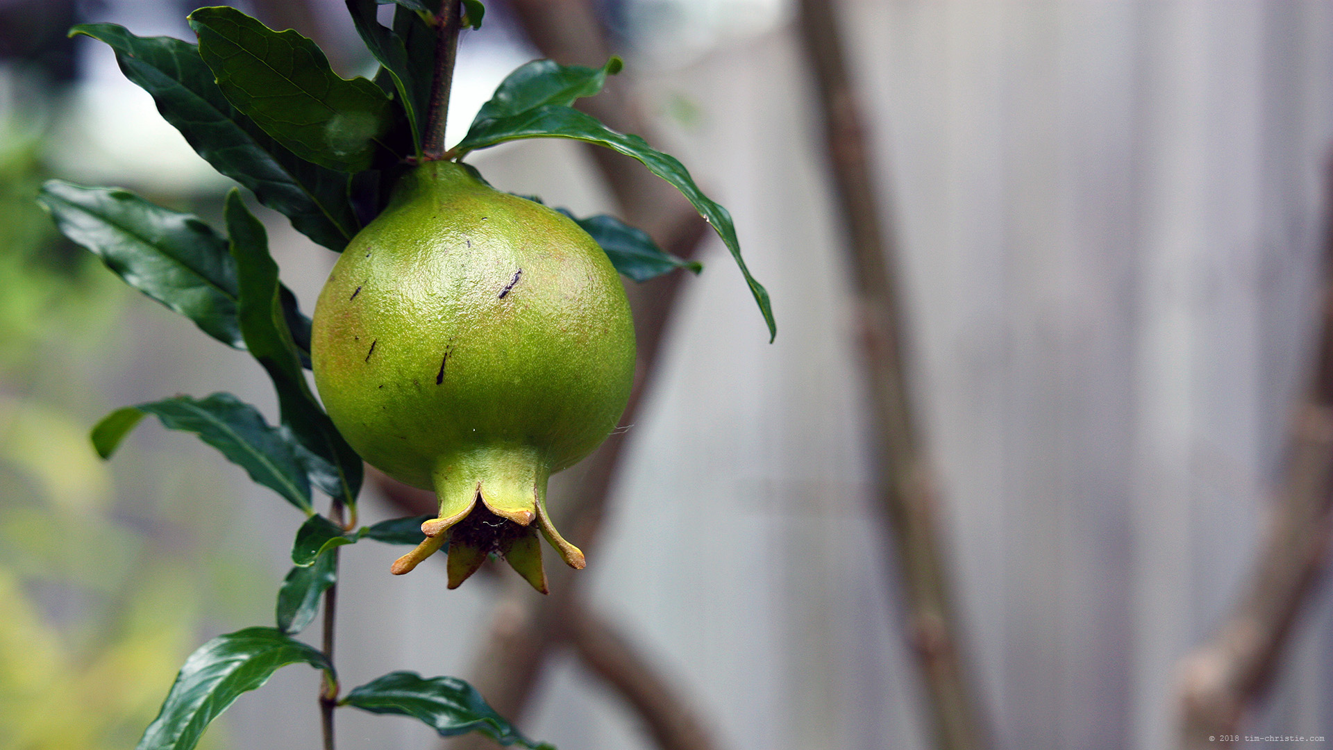 Pomegranate