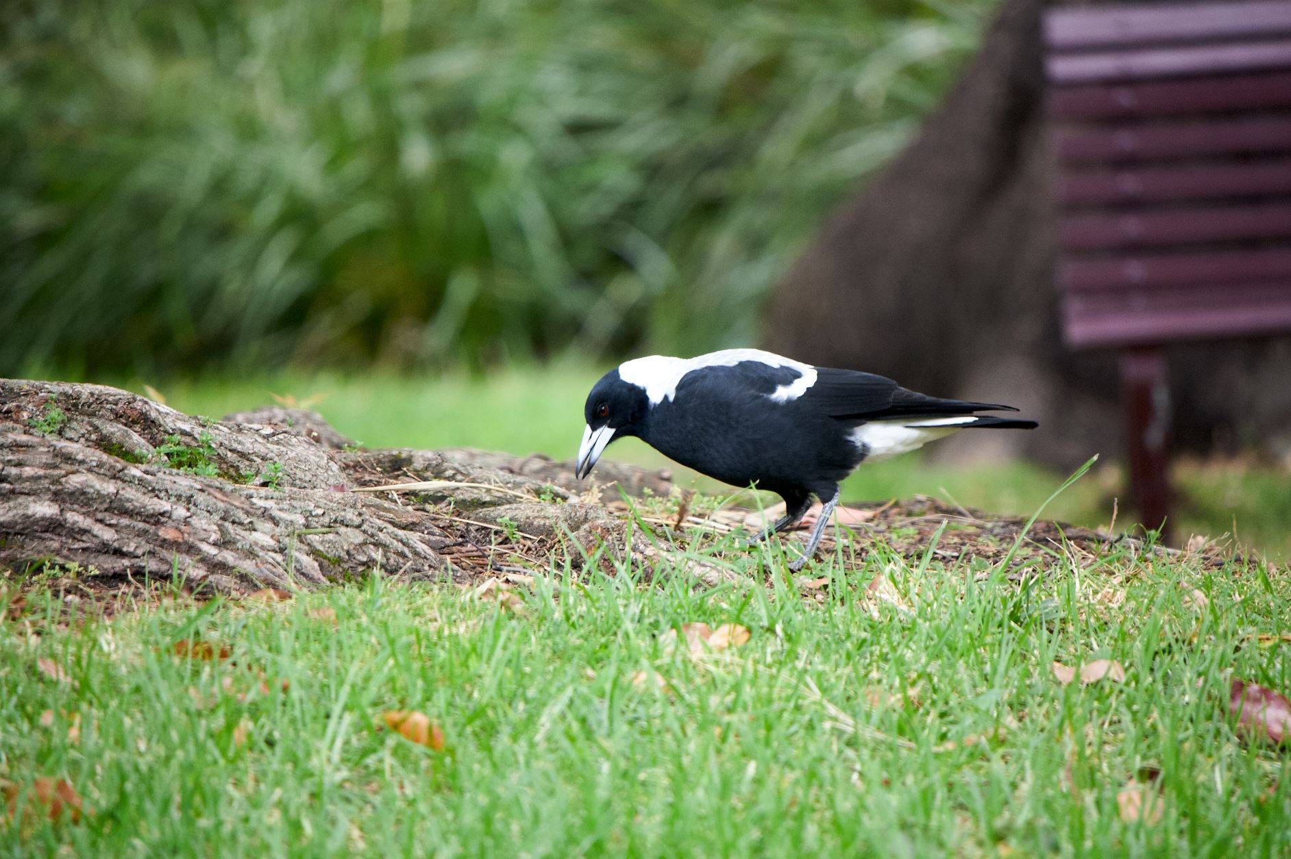 Magpie