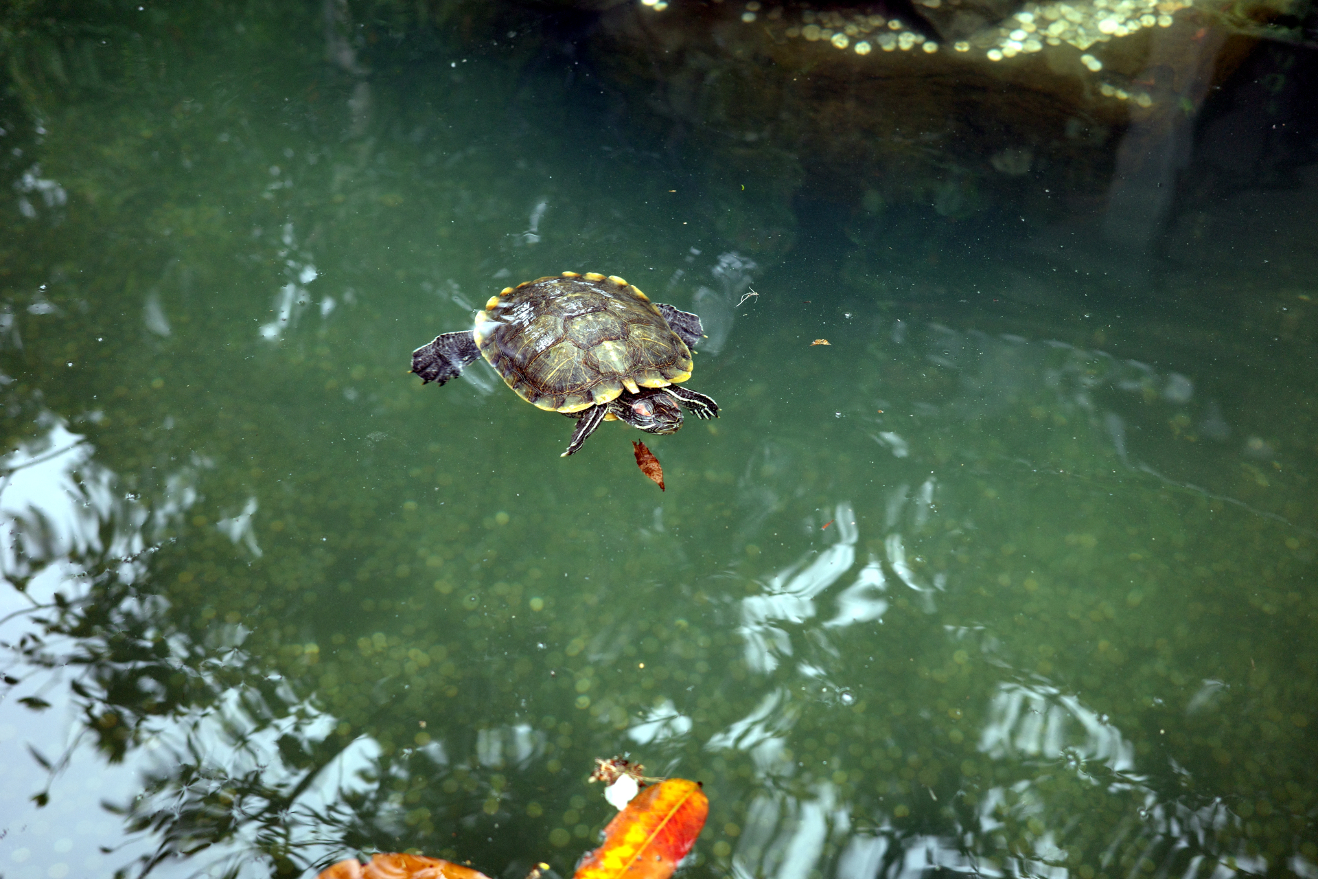 A turtle in a well