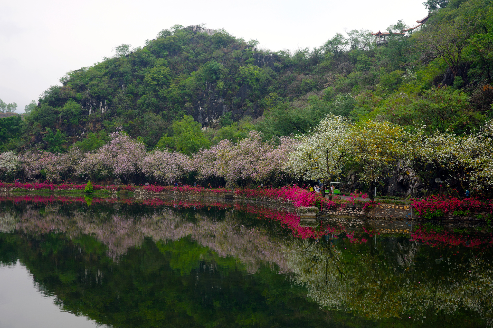 The lake coastline covered with flowers
