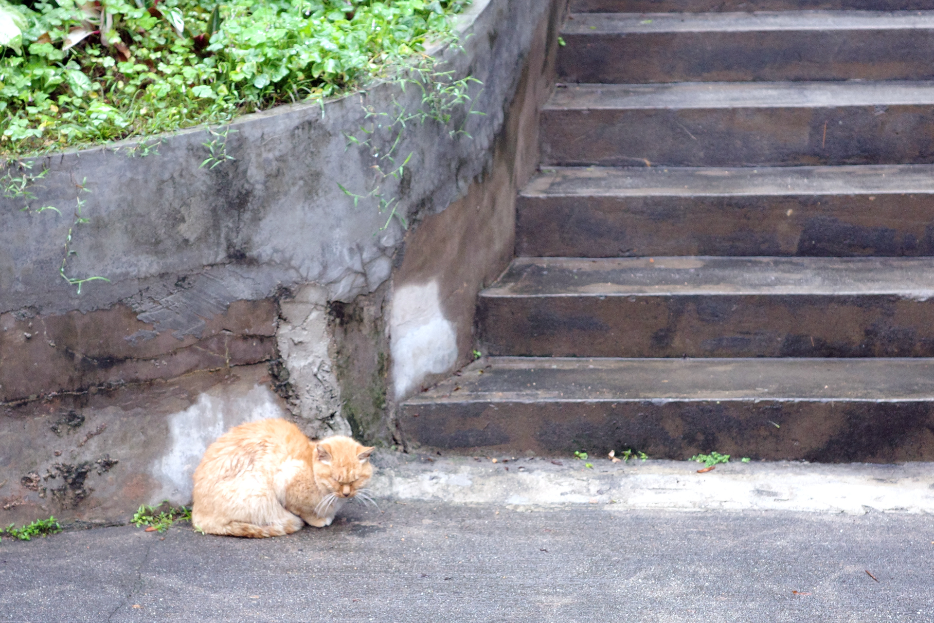 A cat getting wet in the rain