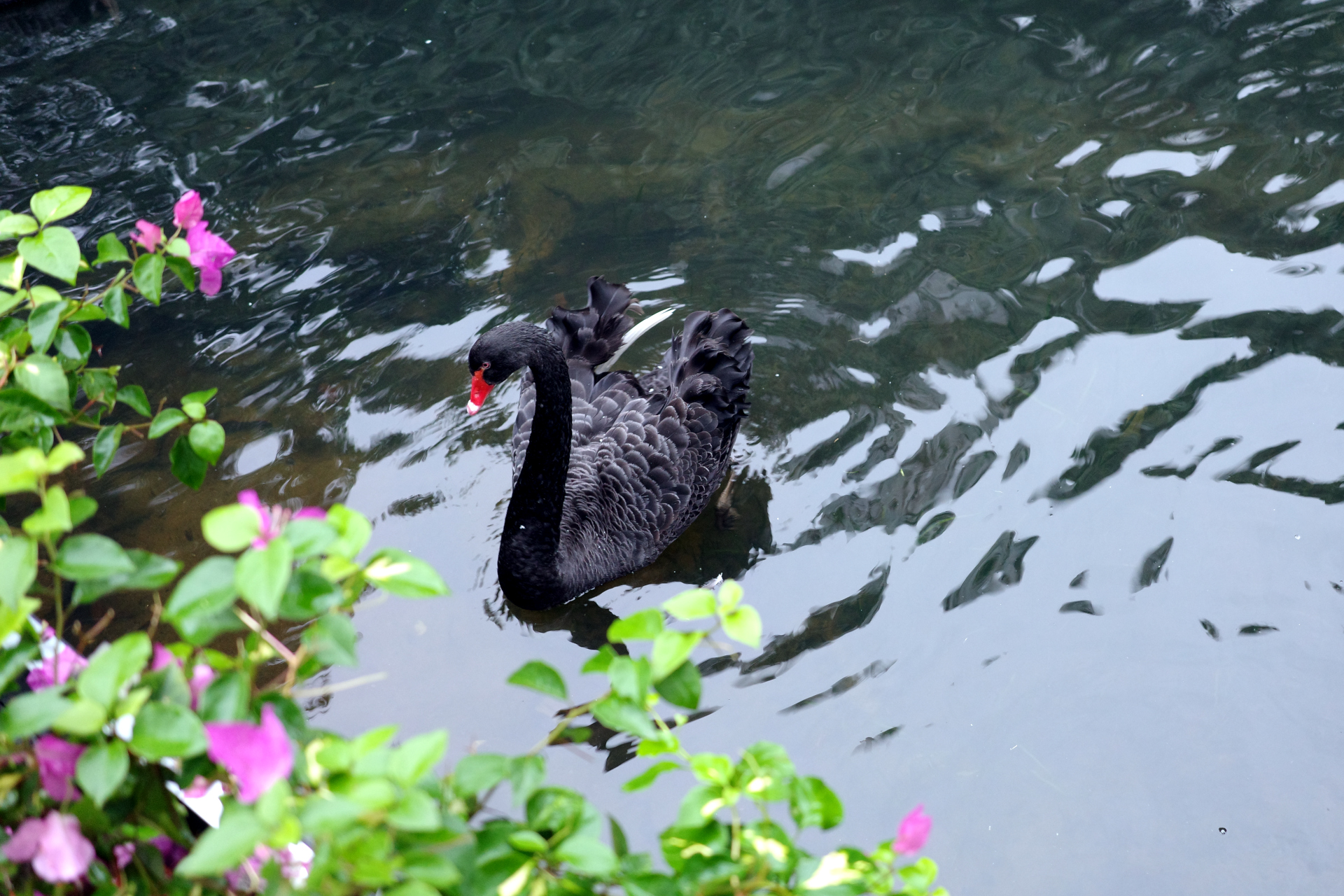 A swan enjoying the rain
