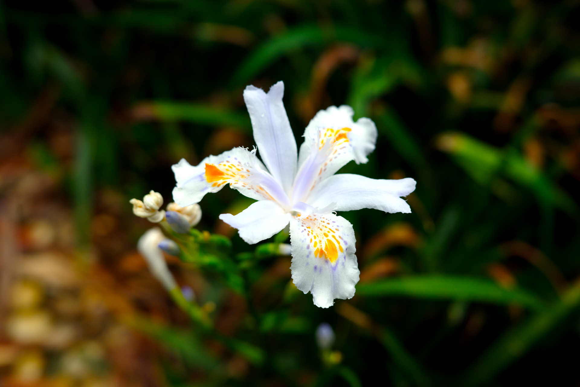 decorative