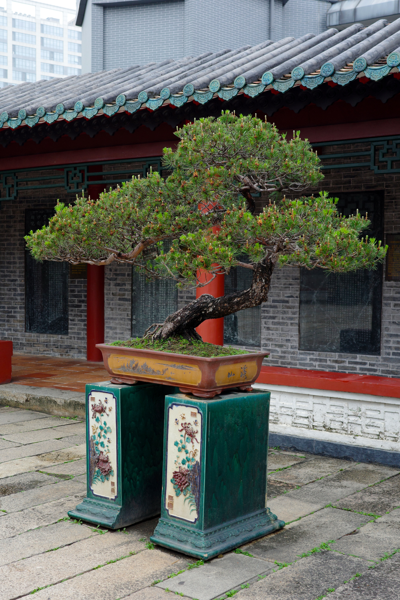 A bonsai tree