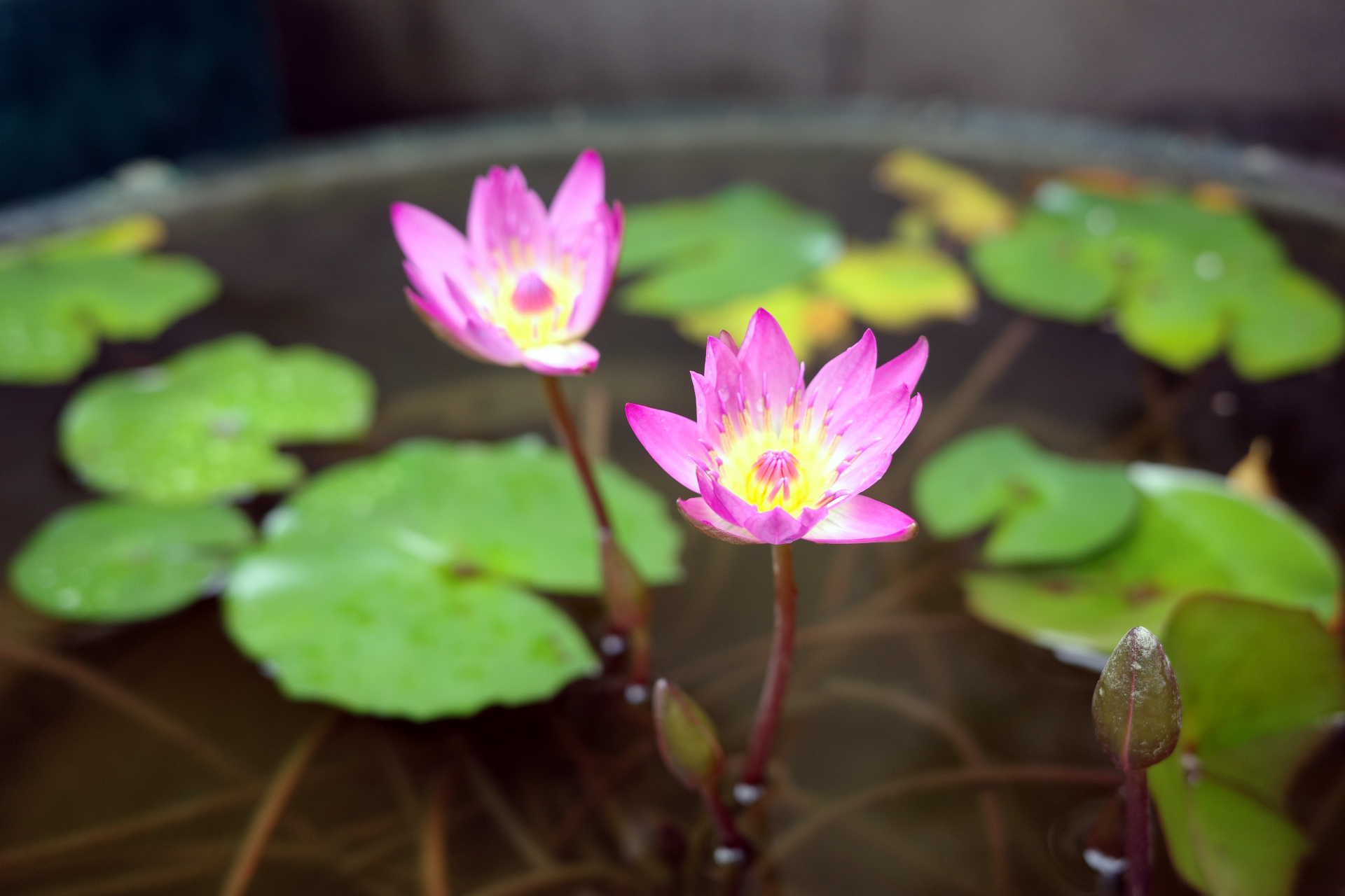 A water lily