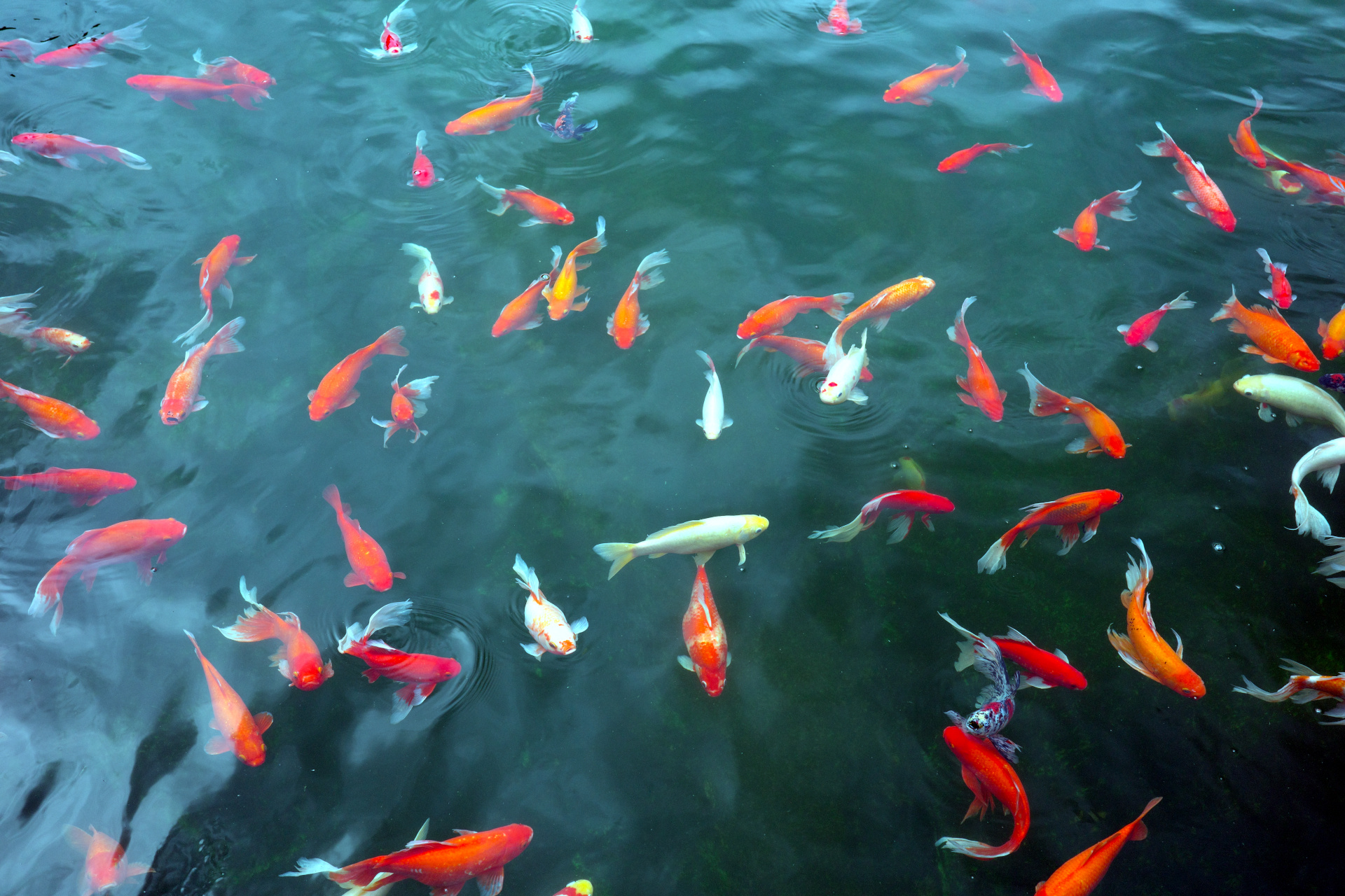 Donghu Scenic Area