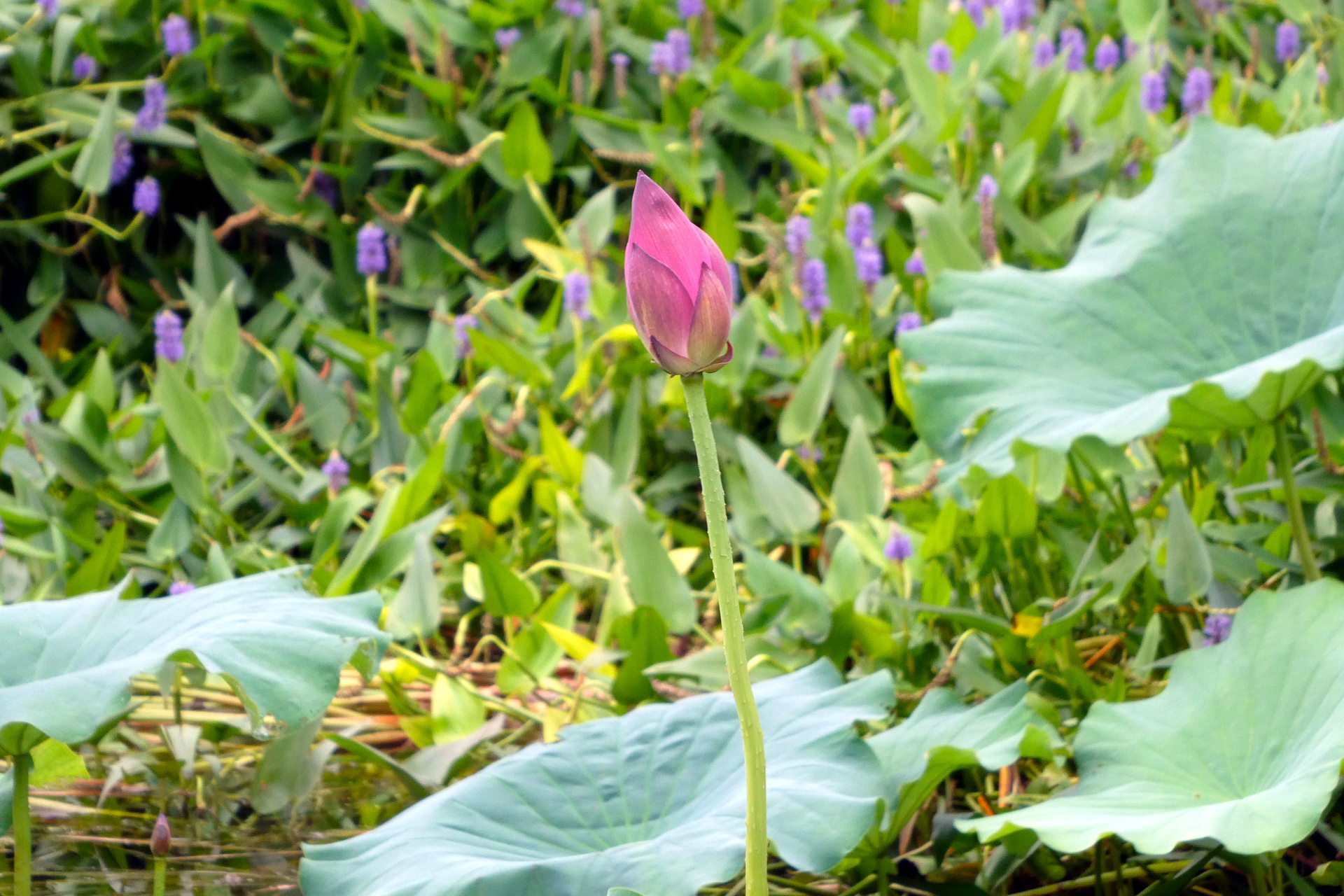Donghu Scenic Area