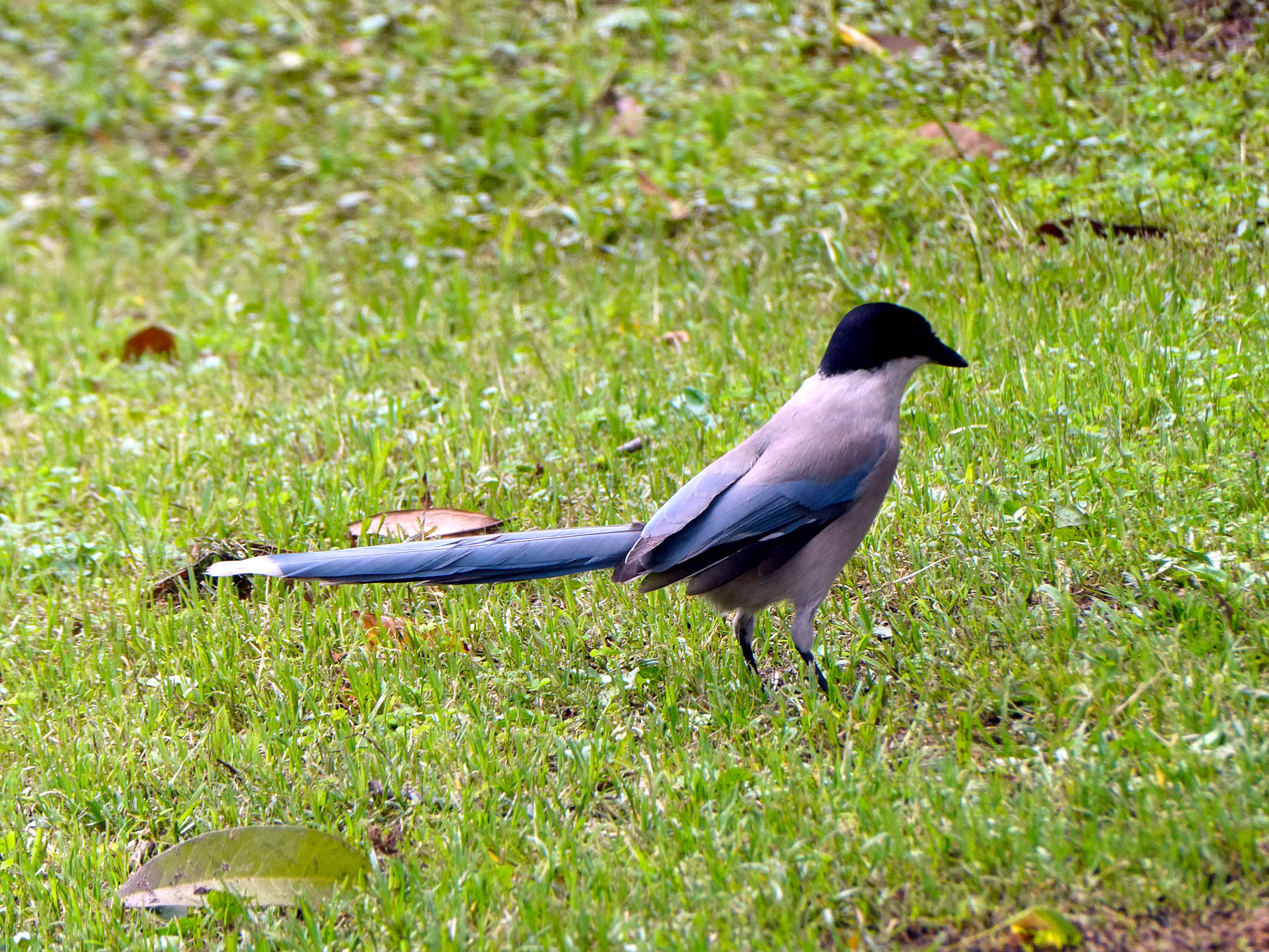 Bird