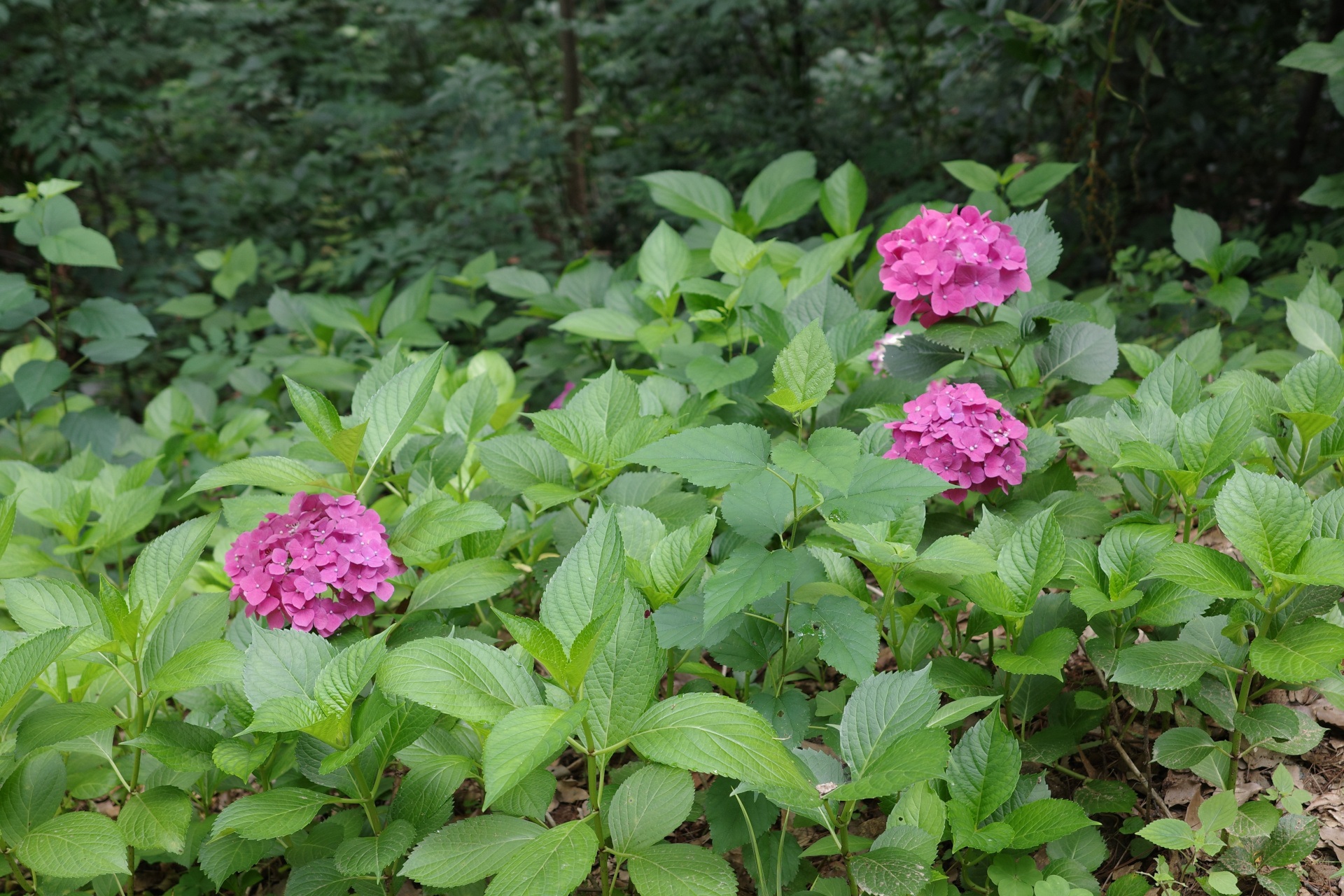 Moshan Scenic Area