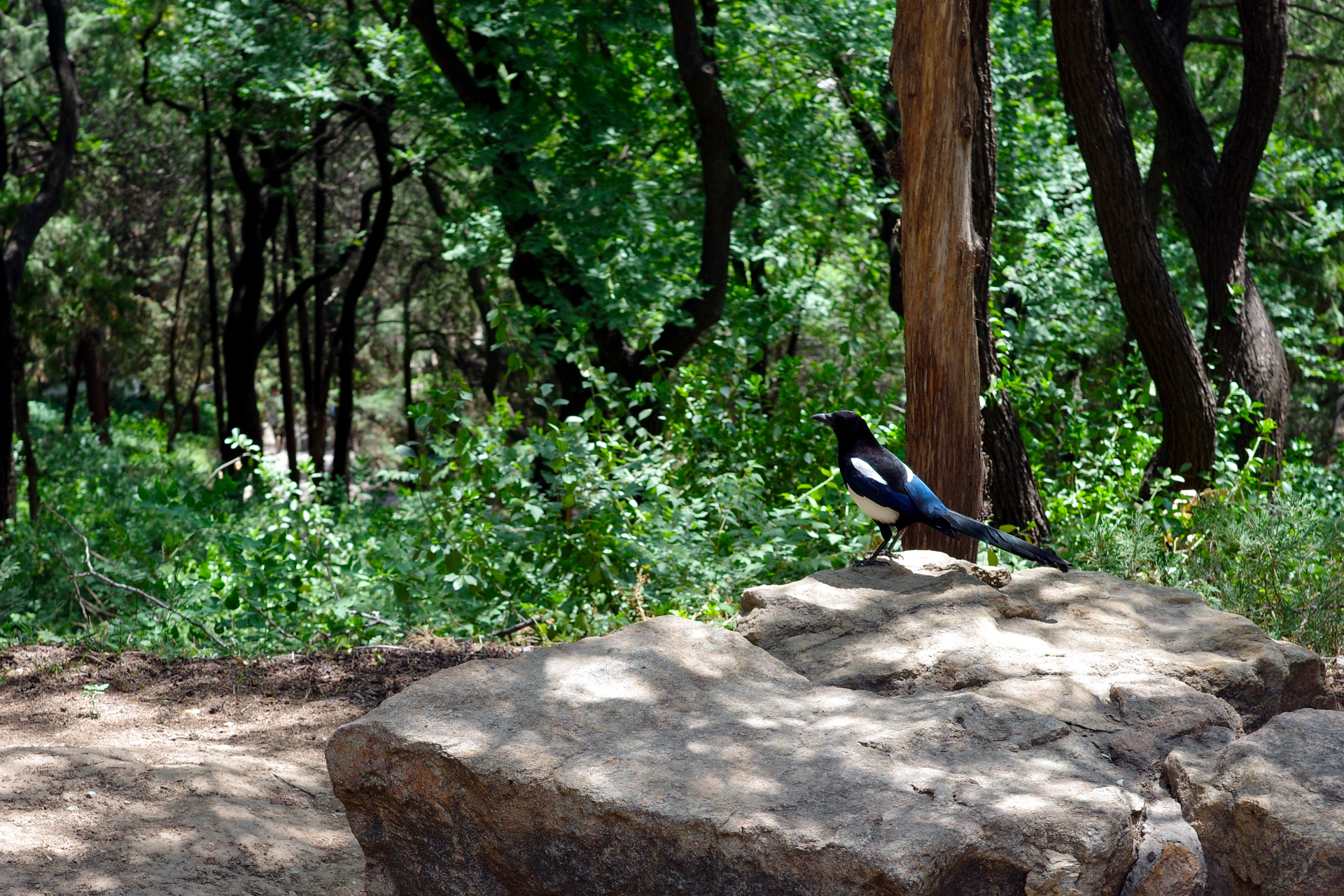 Bird