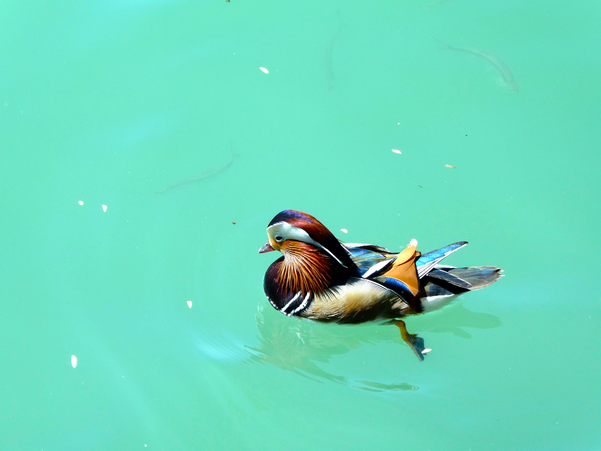 Duck