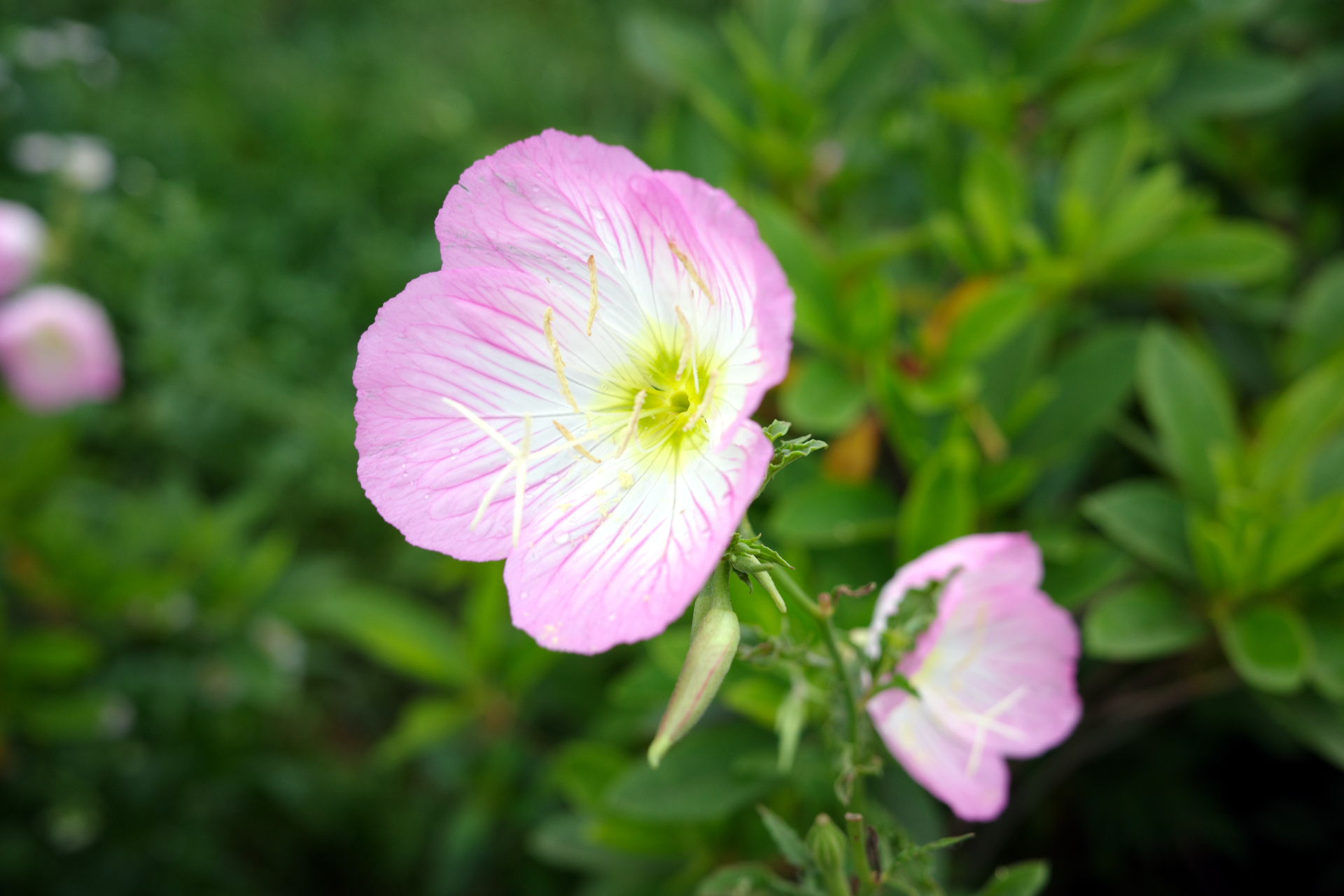 Flower