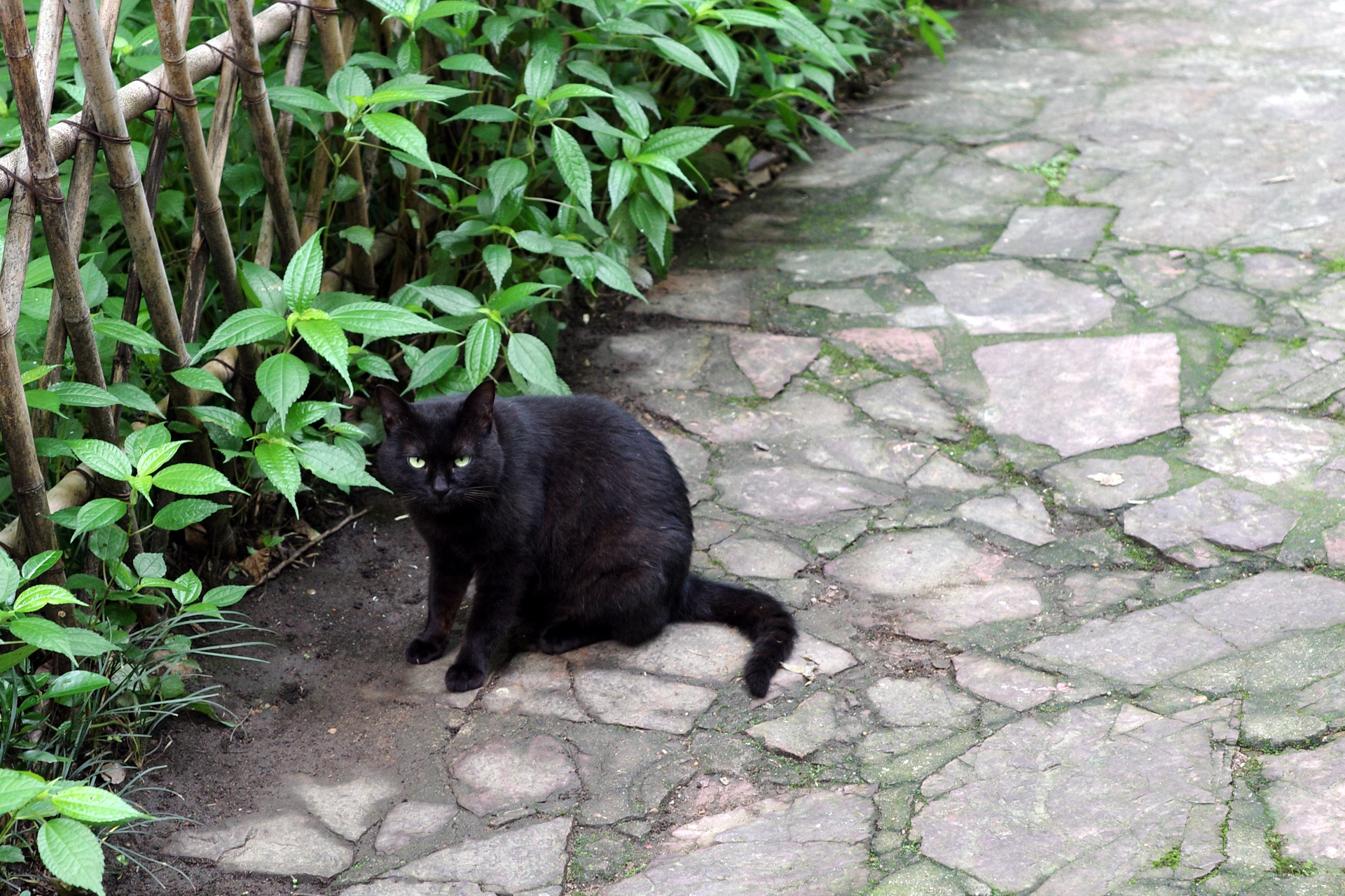 A cat