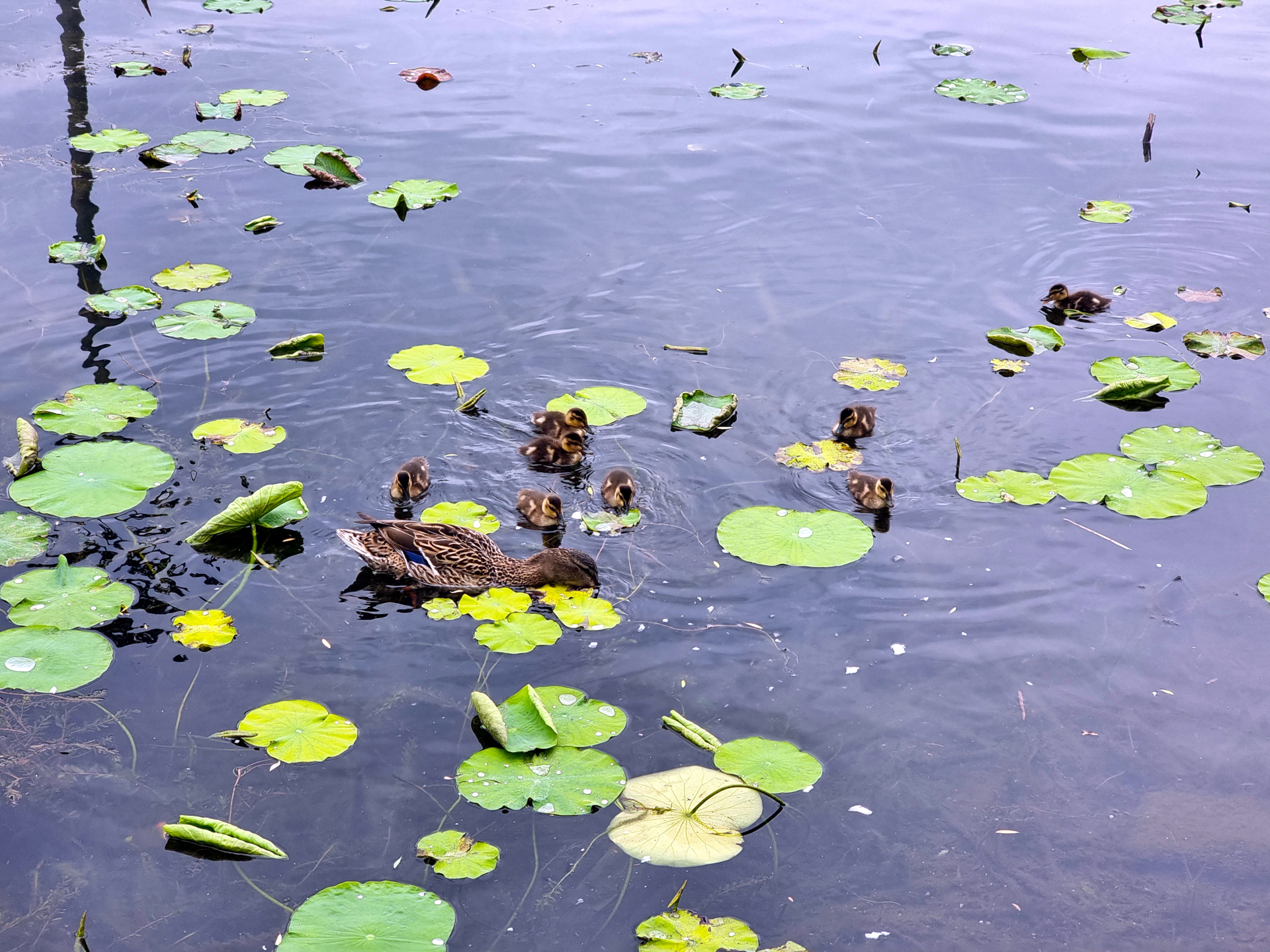 Ducks