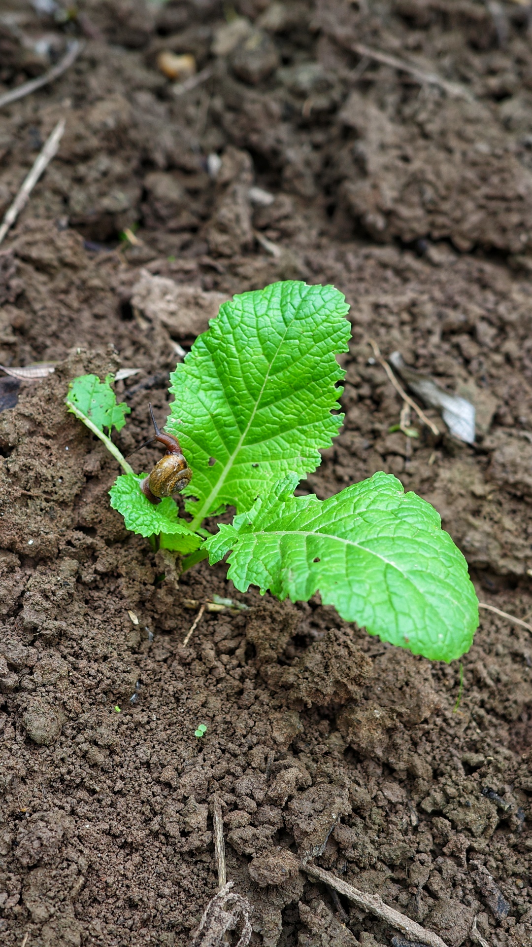 Plant