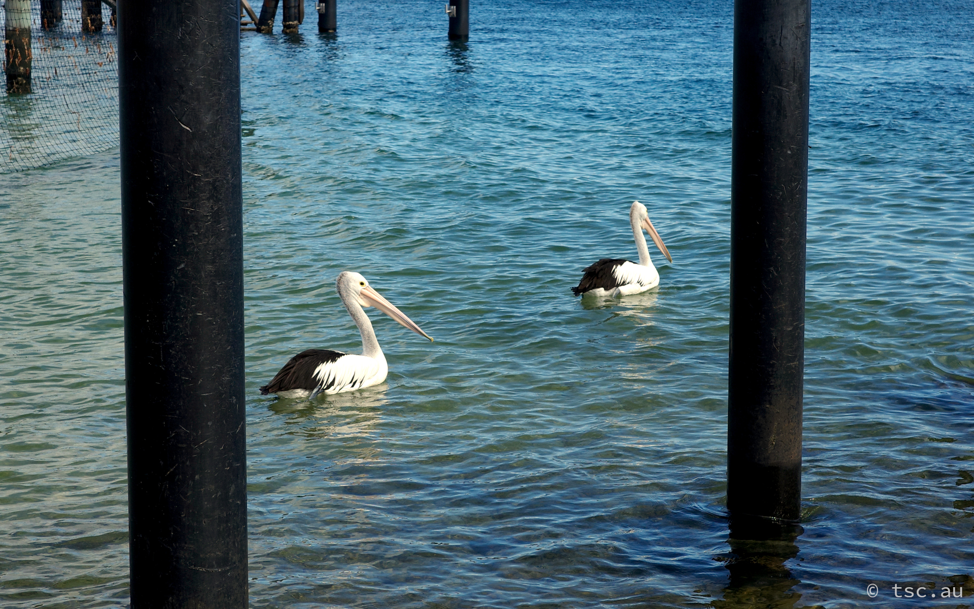 Amity Point Pelicans