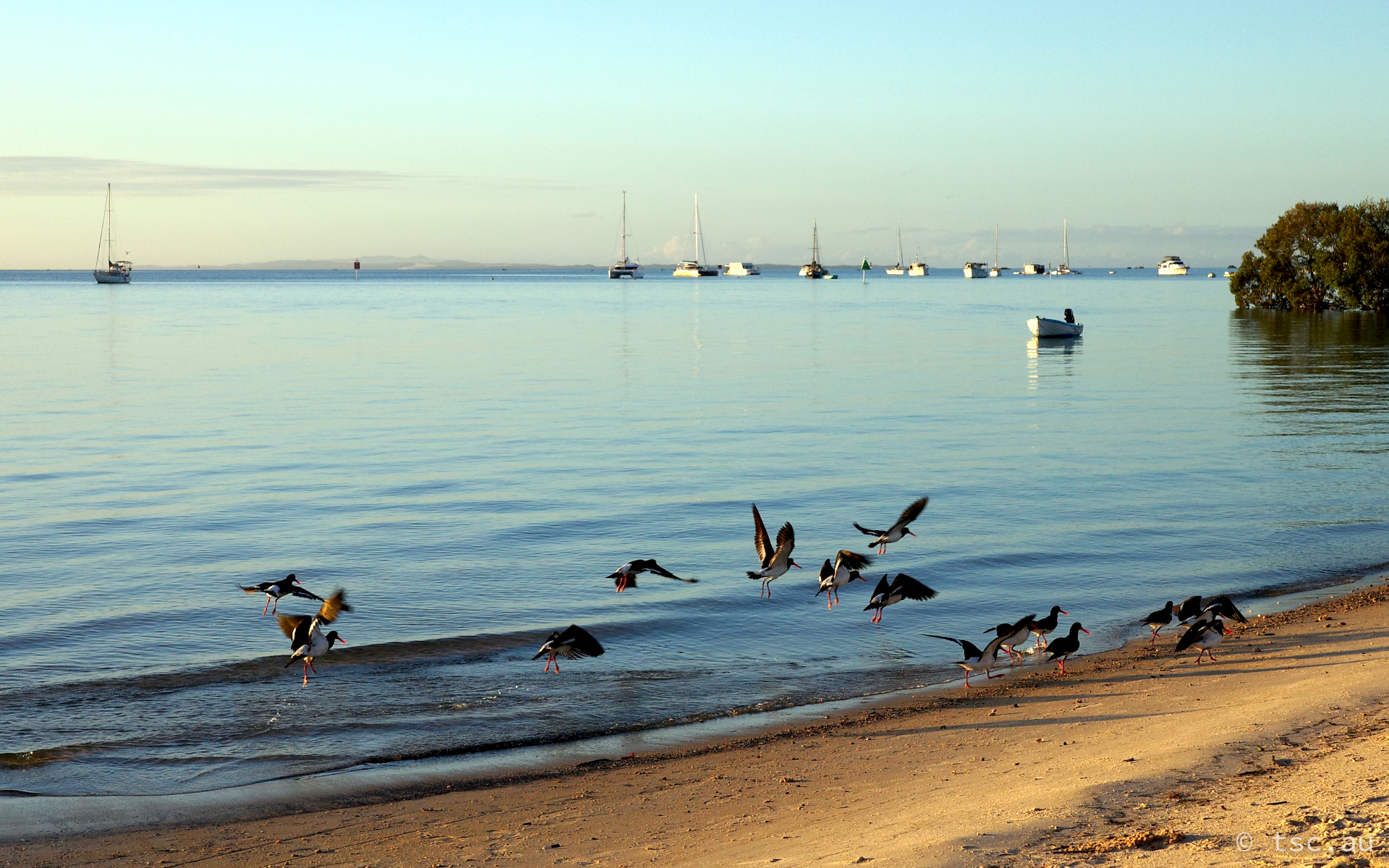 Birds