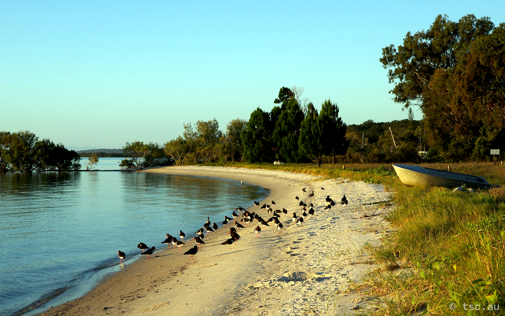 Birds
