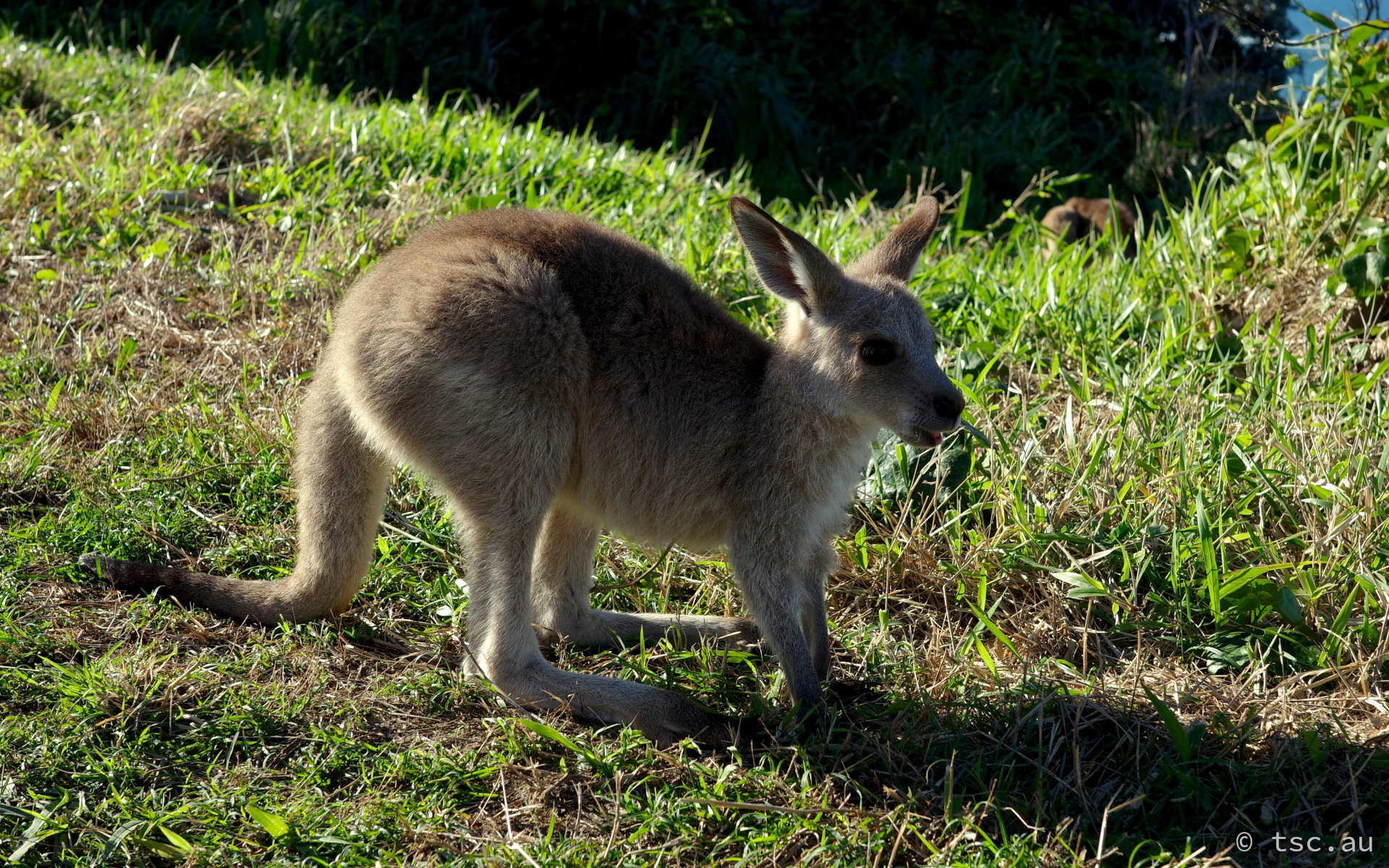 Joey
