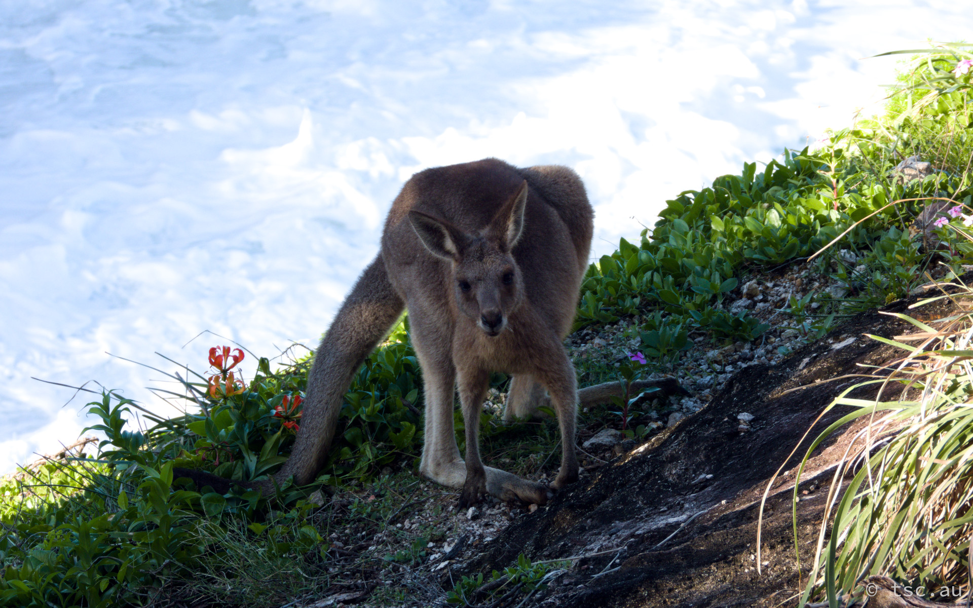 Wallaby on the cliff