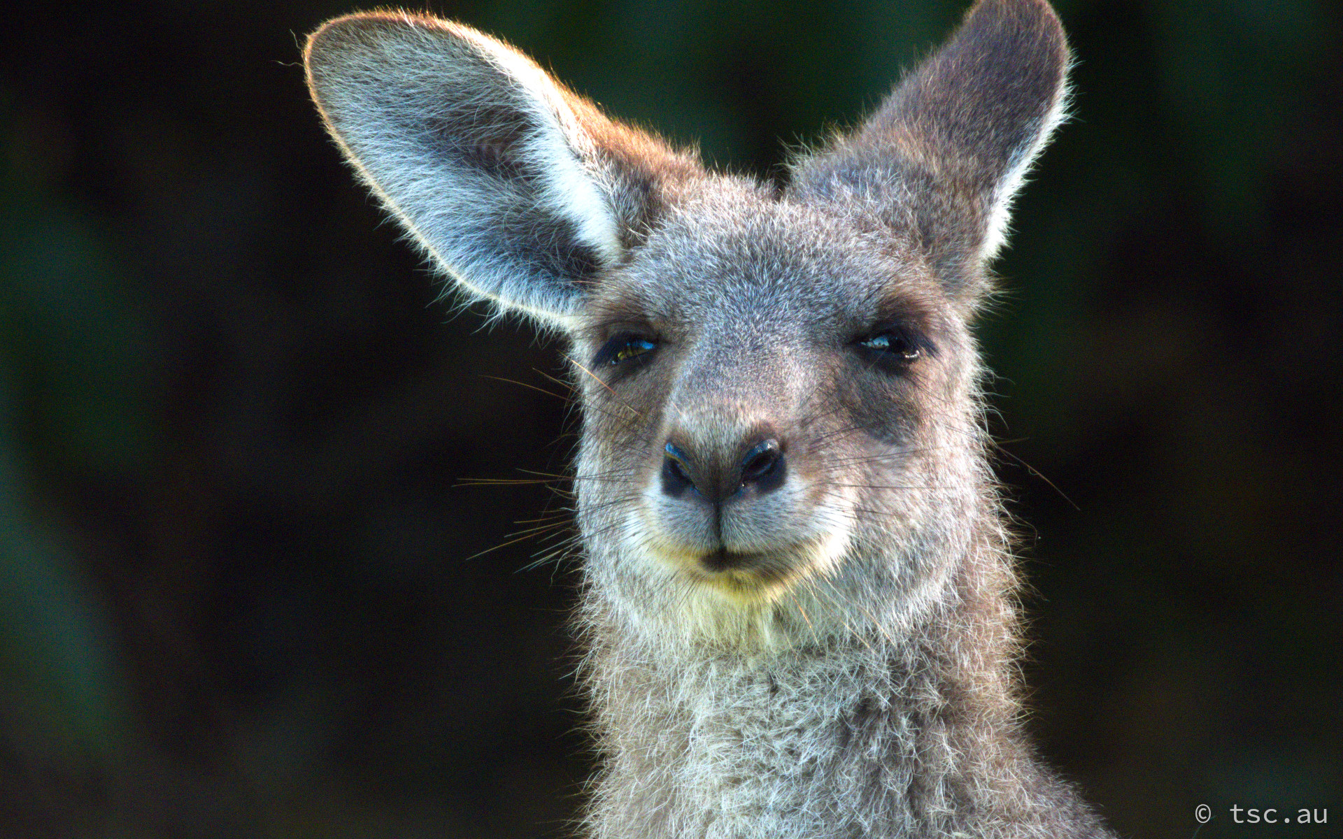Wallaby