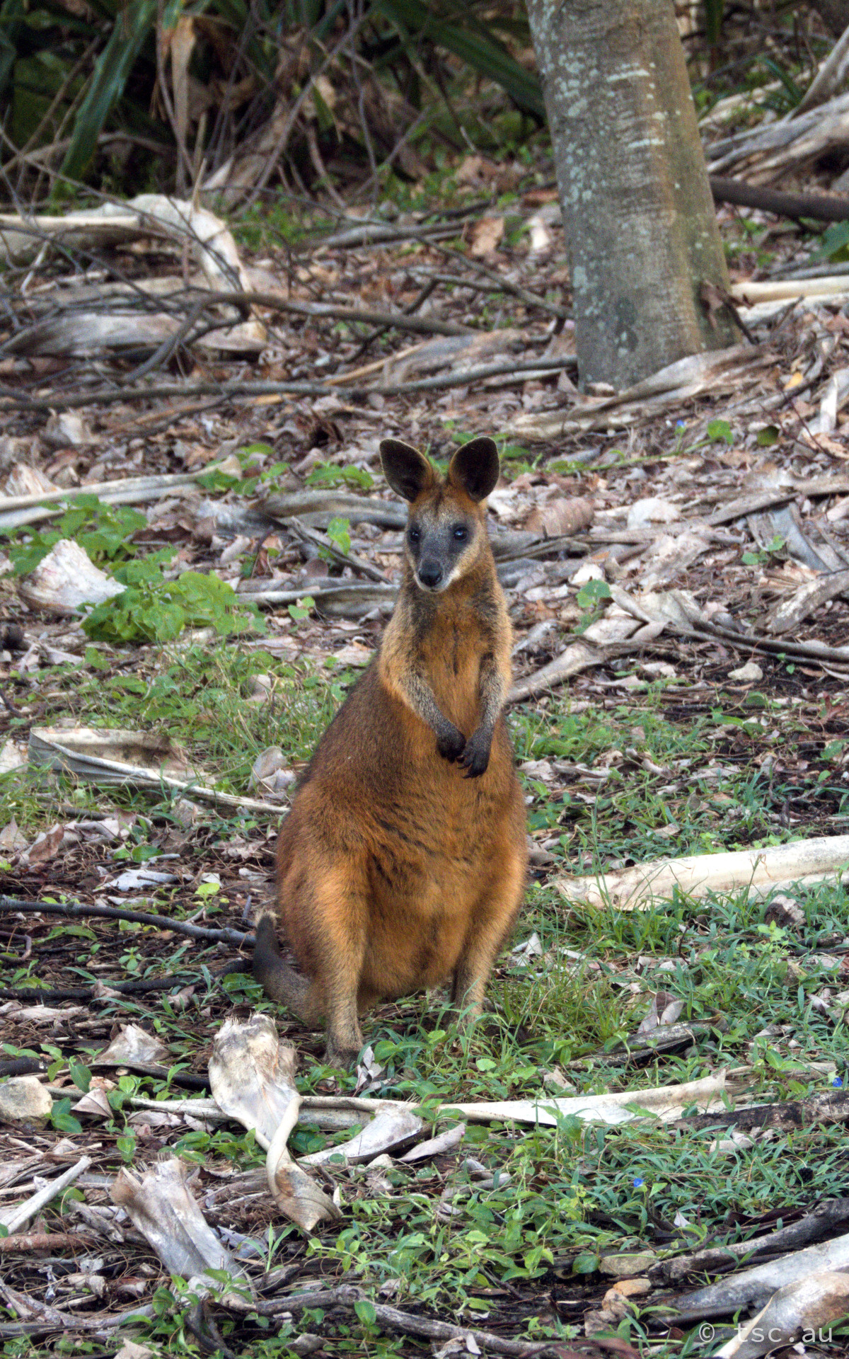 Wallaby